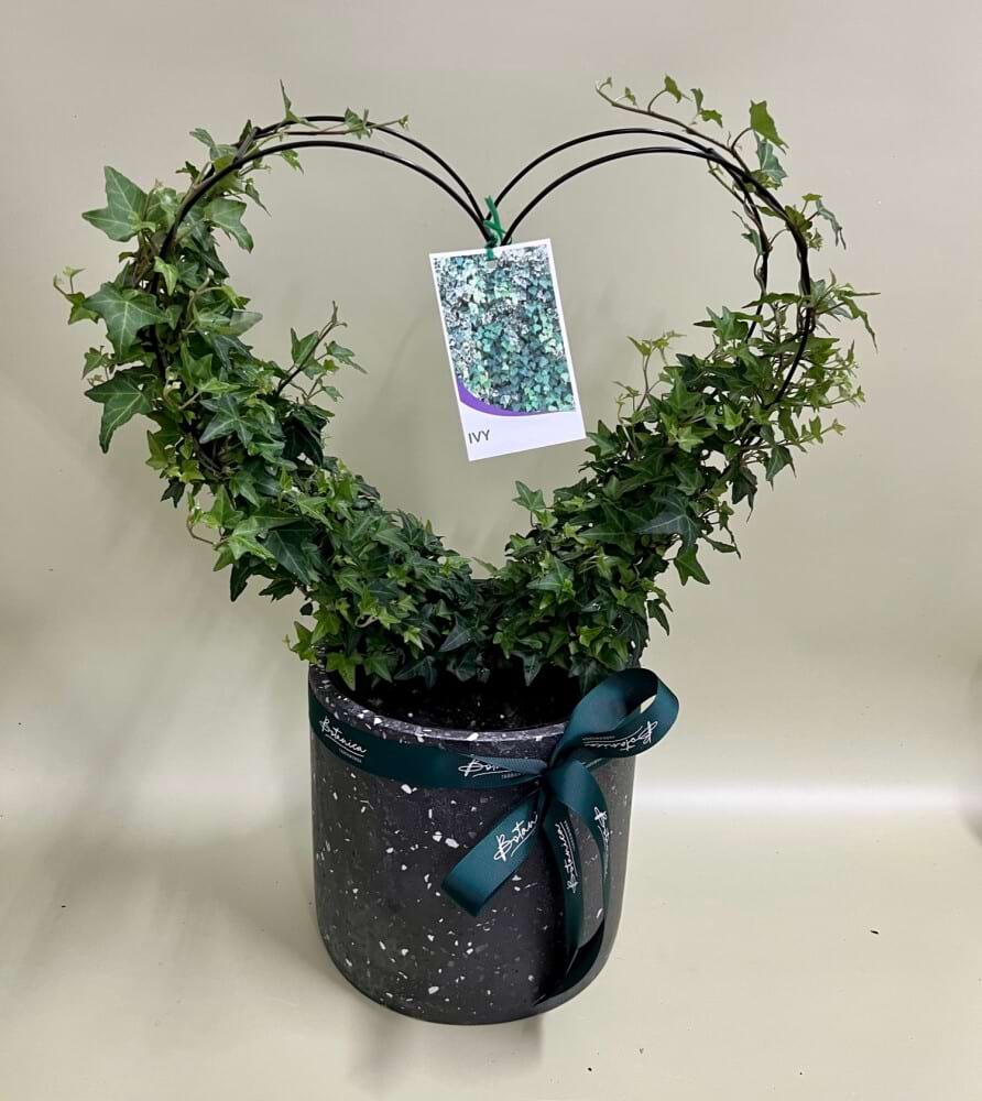 Ivy Heart