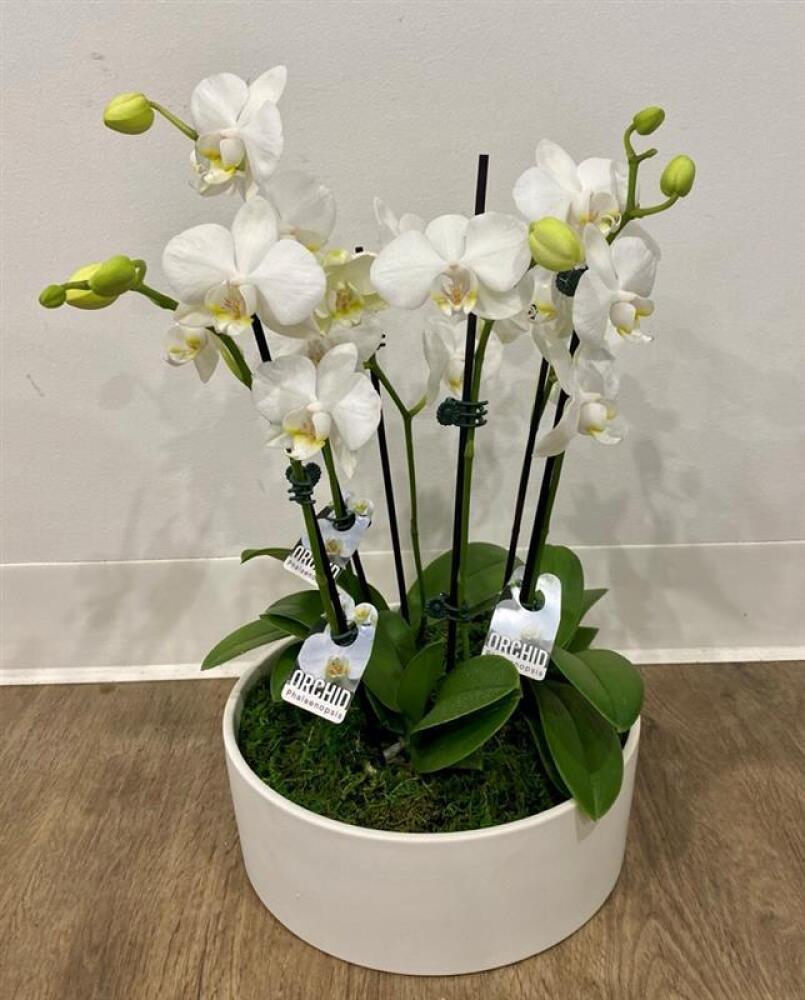 Phalaenopsis Garden