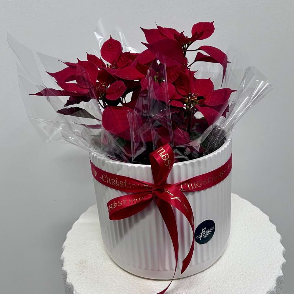 Potted Poinsettia