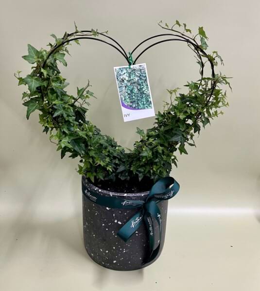 Ivy Heart