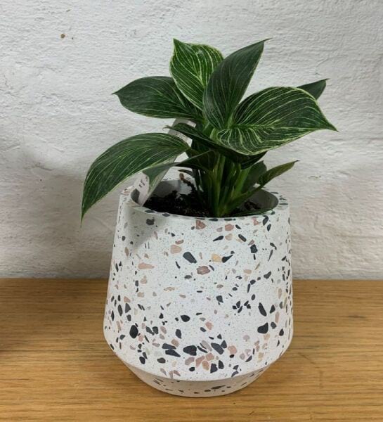Potted indoor plant