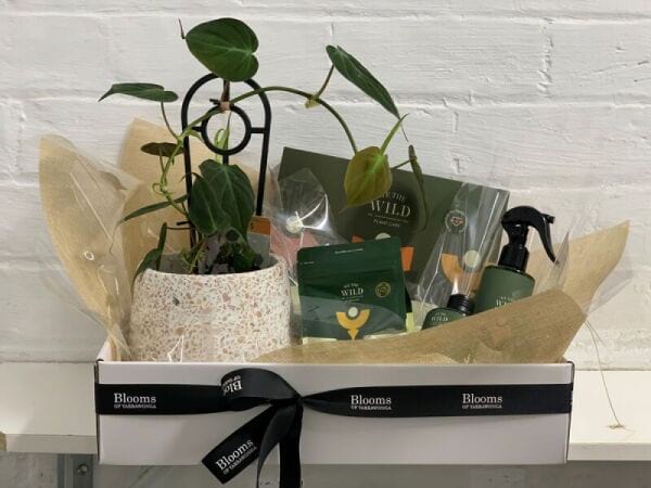 Plant Lover Starter Hamper