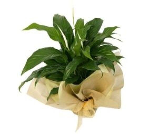 Peace Lily