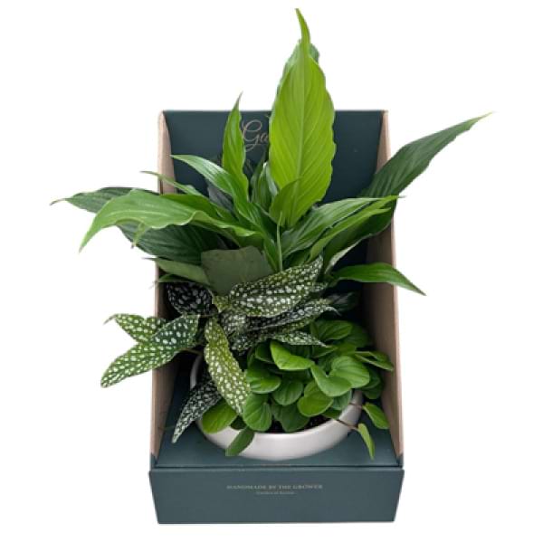 Garden of Karma Foliage Garden in Ceramic bowl