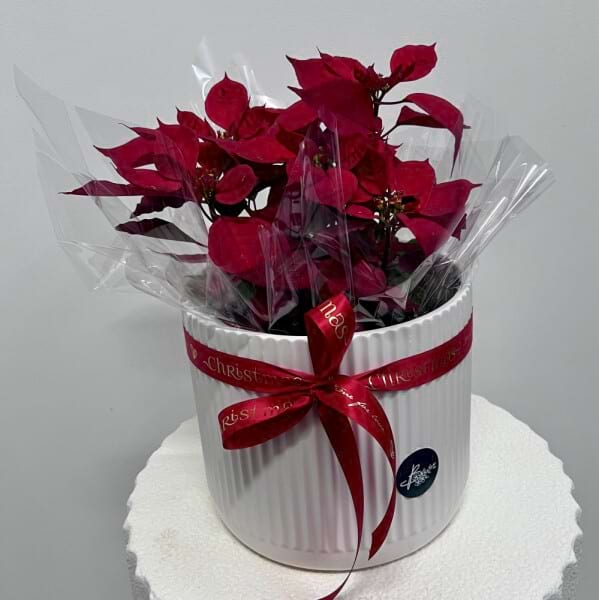 Potted Poinsettia
