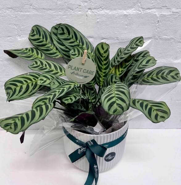 Potted indoor plant